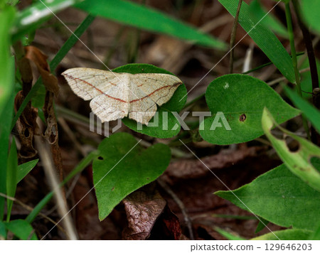 Japanese moth, Geometridae, Kovenisu-striped geometrid 129646203
