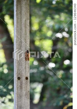 A cicada resting on a fence 129646340