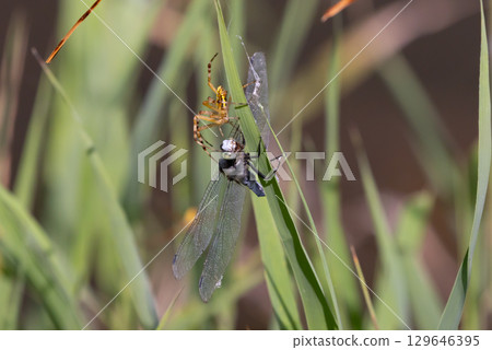 A long-jawed orb-weaver spider and a common skimmer caught in its web and being preyed upon in the lotus pond at Heisei no Mori Park, Shimoyatsubayashi, Kawajima-cho, Hiki-gun, Saitama Prefecture 129646395