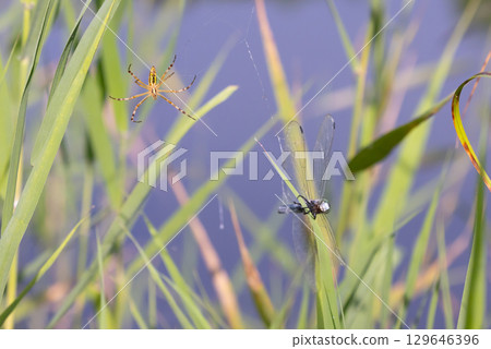 埼玉縣比企郡川町下八林町平成之森公園的荷花池中,一隻長顎圓蛛和一隻普通鷸被網纏住,正在被捕食 埼玉縣比企郡川町下八林町平成之森公園的荷花池中,一隻長顎圓蛛和一隻普通鷸被網纏住,正在被捕食 129646396