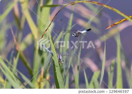 A white-tailed skimmer and a flying dragonfly caught in the web of a long-jawed orb-weaver spider in the lotus pond of Heisei no Mori Park, Shimoyatsubayashi, Kawajima-cho, Hiki-gun, Saitama Prefecture A white-tailed skimmer and a flying dragonfly caught in the web of a long-jawed orb-weaver spider in the lotus pond of Heisei no Mori Park, Shimoyatsubayashi, Kawajima-cho, Hiki-gun, Saitama Prefecture 129646397