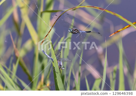 A white-tailed skimmer and a flying dragonfly caught in the web of a long-jawed orb-weaver spider in the lotus pond of Heisei no Mori Park, Shimoyatsubayashi, Kawajima-cho, Hiki-gun, Saitama Prefecture A white-tailed skimmer and a flying dragonfly caught in the web of a long-jawed orb-weaver spider in the lotus pond of Heisei no Mori Park, Shimoyatsubayashi, Kawajima-cho, Hiki-gun, Saitama Prefecture 129646398
