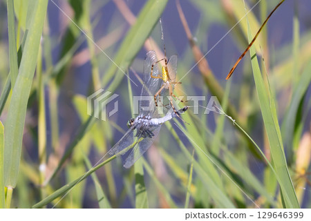 A long-jawed orb-weaver spider and a common skimmer caught in its web and being preyed upon in the lotus pond at Heisei no Mori Park, Shimoyatsubayashi, Kawajima-cho, Hiki-gun, Saitama Prefecture 129646399