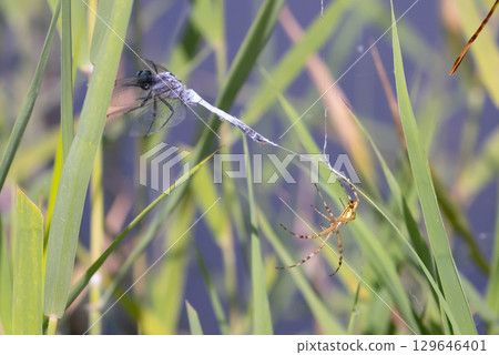 A long-jawed orb-weaver spider and a common skimmer caught in its web and being preyed upon in the lotus pond at Heisei no Mori Park, Shimoyatsubayashi, Kawajima-cho, Hiki-gun, Saitama Prefecture 129646401
