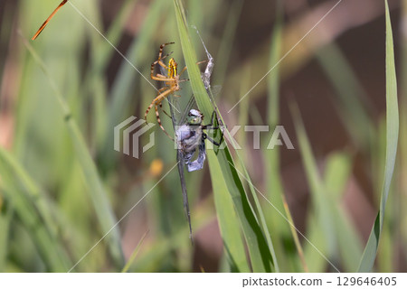 A long-jawed orb-weaver spider and a common skimmer caught in its web and being preyed upon in the lotus pond at Heisei no Mori Park, Shimoyatsubayashi, Kawajima-cho, Hiki-gun, Saitama Prefecture A long-jawed orb-weaver spider and a common skimmer caught in its web and being preyed upon in the lotus pond at Heisei no Mori Park, Shimoyatsubayashi, Kawajima-cho, Hiki-gun, Saitama Prefecture 129646405
