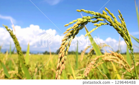 Rice, Autumn harvest, Rice ears and blue sky, Harvest festival 129646488