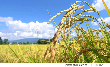 水稻、秋收、稻穗和藍天、豐收節 129646490