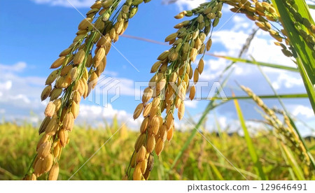 水稻、秋收、稻穗和藍天、豐收節 水稻、秋收、稻穗和藍天、豐收節 129646491