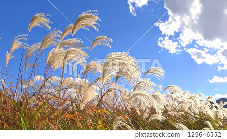 Autumn scenery: Japanese pampas grass and blue skies, one of the seven herbs of autumn, Usuki Autumn scenery: Japanese pampas grass and blue skies, one of the seven herbs of autumn, Usuki 129646552