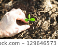 Tangerines sprout 129646573