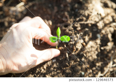 Tangerines sprout 129646573