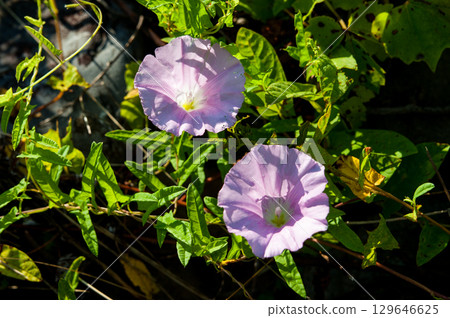 一張陽光明媚的臉 129646625