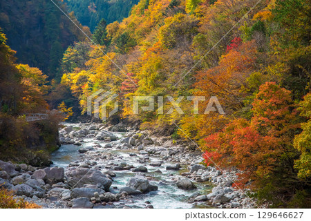 Autumn leaves along the Maze River along National Route 257 (View from Kaore Bridge) 129646627
