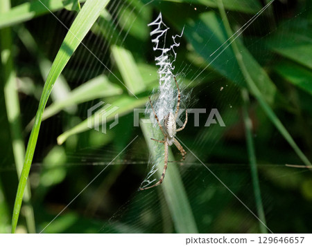 Hidden zone of Araneidae, Araneidae Hidden zone of Araneidae, Araneidae 129646657