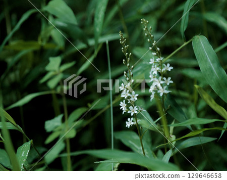 Flowering of Primulaceae Loosestrife Flowering of Primulaceae Loosestrife 129646658