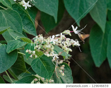 White flowers of the Lamiaceae family with a sweet fragrance White flowers of the Lamiaceae family with a sweet fragrance 129646659