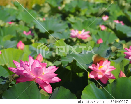 Landscape with lotus flowers 129646667