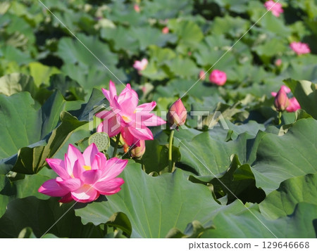 Landscape with lotus flowers Landscape with lotus flowers 129646668