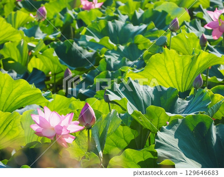 風景與蓮花 129646683