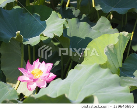 風景與蓮花 129646690