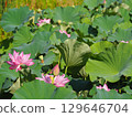風景與蓮花 129646704