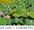 風景與蓮花 129646705
