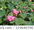 風景與蓮花 129646706