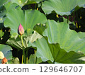 風景與蓮花 129646707
