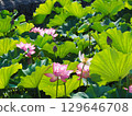 風景與蓮花 129646708