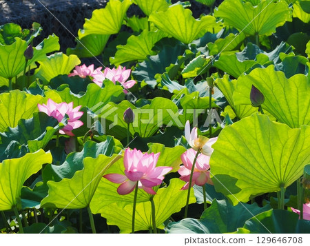 風景與蓮花 129646708