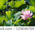 風景與蓮花 129646709