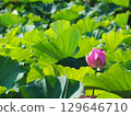 風景與蓮花 129646710