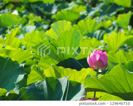 風景與蓮花 129646710