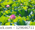 風景與蓮花 129646711
