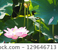 風景與蓮花 129646713
