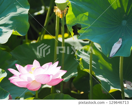 Landscape with lotus flowers 129646713