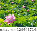 風景與蓮花 129646714