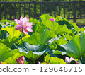風景與蓮花 129646715