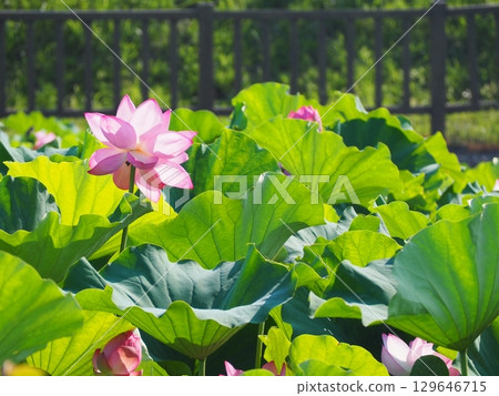 Landscape with lotus flowers 129646715