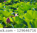 風景與蓮花 129646716