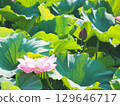 風景與蓮花 129646717