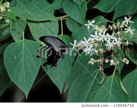 Sweet-smelling white flowers of the mint family Clerodendron japonicum and a Japanese black swallowtail butterfly sucking nectar Sweet-smelling white flowers of the mint family Clerodendron japonicum and a Japanese black swallowtail butterfly sucking nectar 129646738