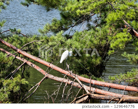 Summer bird: Great Egret perched on a pine branch by the water 129646776