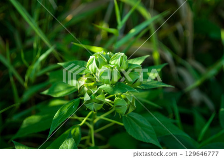 Hibiscus buds on the Yasuragi embankment of the Shinano River 129646777