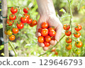 Harvest cherry tomatoes 129646793