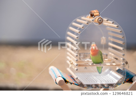 A beautifully colored cockatiel in a stylish birdcage 129646821
