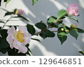 Camellia scent 129646851
