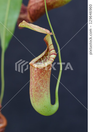 吃昆蟲植物內田一男 129646960