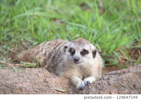 Meerkat poses as if he's a model for a photo Meerkat poses as if he's a model for a photo 129647149