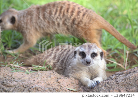 Meerkats who love being photographed and those who hate it 129647234
